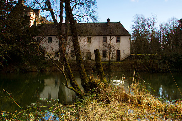 Swan below Brewery_0230