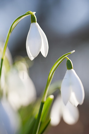 Backlit Snowdrops in WInter Sun_0043-Edit