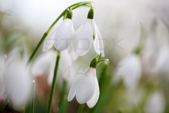 Snowdrops Three_0039