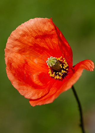 Red Poppy_4600
