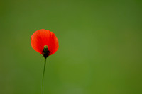 Red on Green_4665