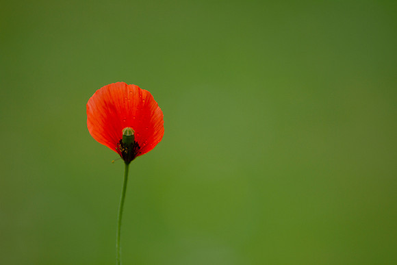 Red on Green_4665