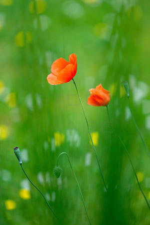 Shades of Summer_4641