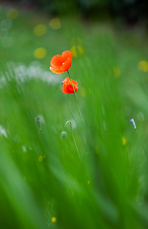 Poppies Amougst the Grasses_4640
