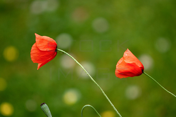 Two Poppies to Go_4650