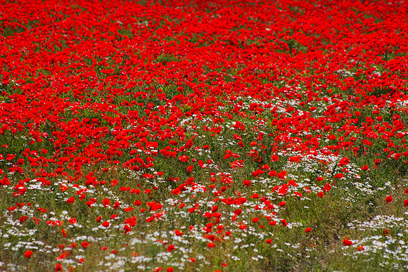 Poppy Flow - A