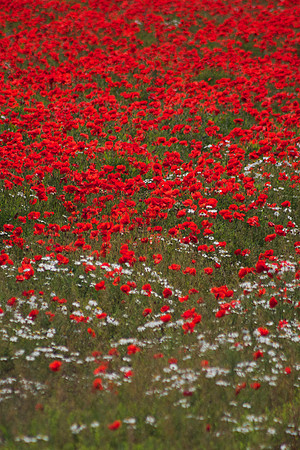 Poppy Flow - B