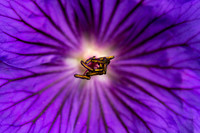 Golden Seeds on Purple Veins_9133