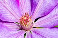 Purple Clematis_1255- long