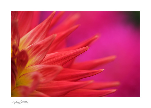 Pointing to Mauve_9652-print
