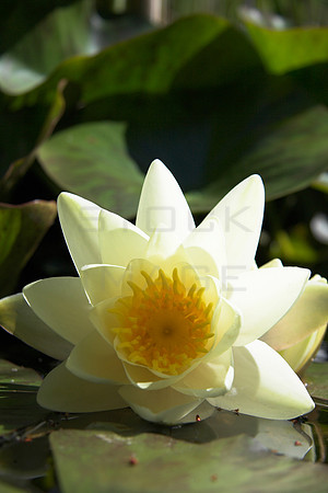 Lotus