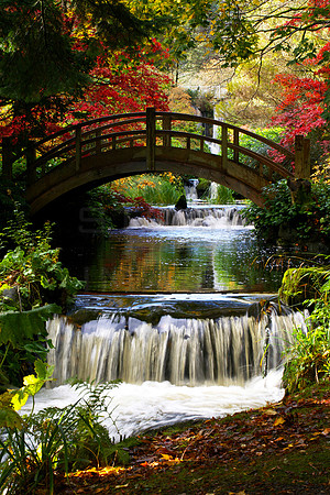 Japanese Bridge at Stobo in Autumn_2248