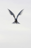 Angel_7142
