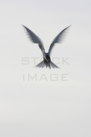 Angel_7142