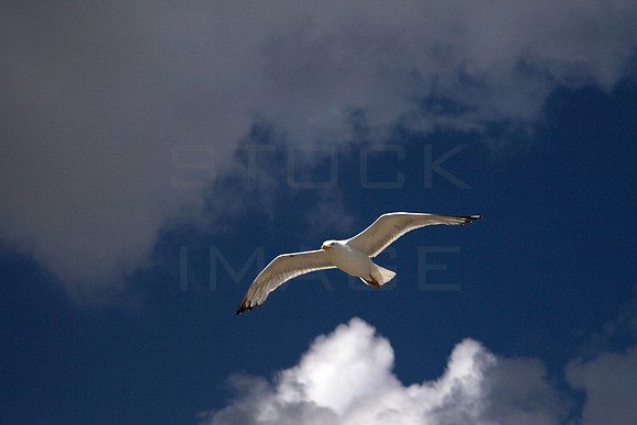 Soaring Free