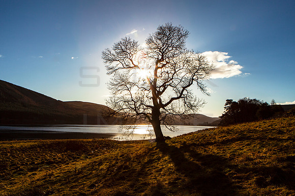 Solar Tree on St Mary's Loch_0851_5D2