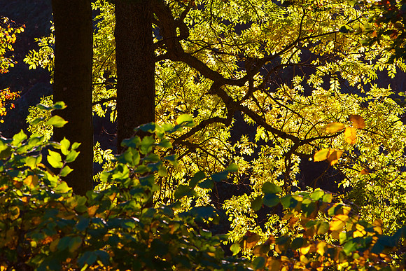 The Golden Bough_0877