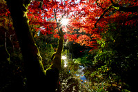 Autum Jungle_4482