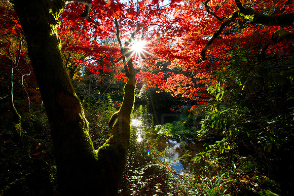 Autum Jungle_4482