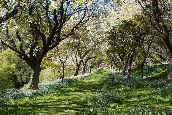 Spring Blossom at Neidpath_5654