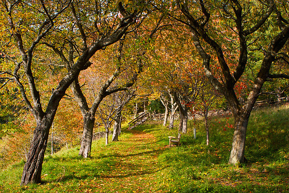 Path to Neidpath_3697