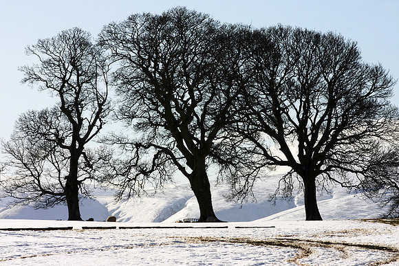 The Tree Degrees