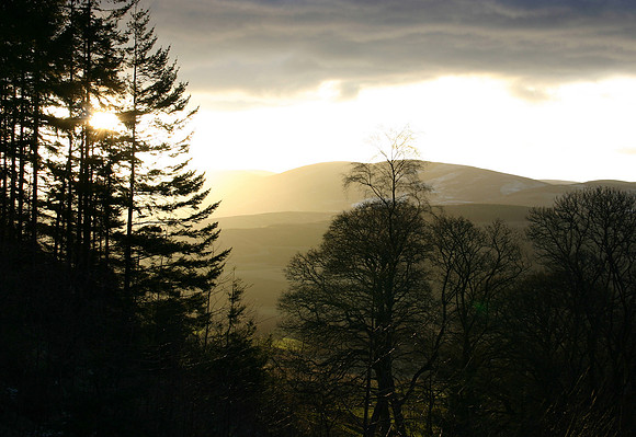 Woodland Setting near Traquair