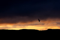 First Flight of Dawn_9523