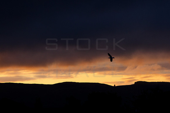 First Flight of Dawn_9523