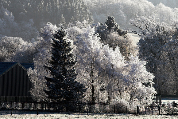 Chilly Trees_2499_z