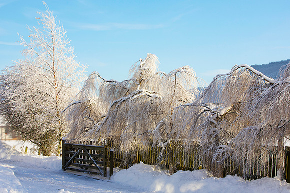 Frozen Weeping Birches_7786