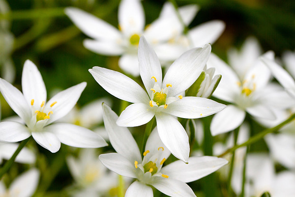 Star of Bethlehem _5269