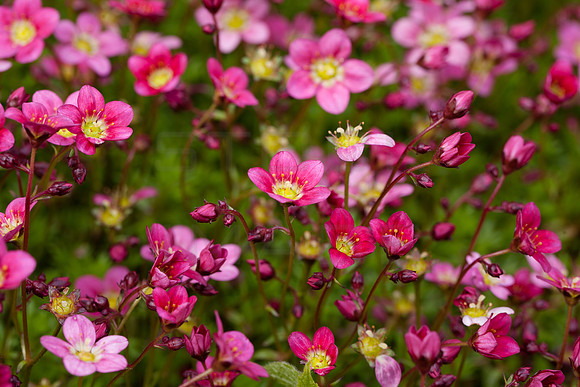 Pink Flowers_0477