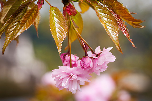 Weeping Cherry Blossom_0479