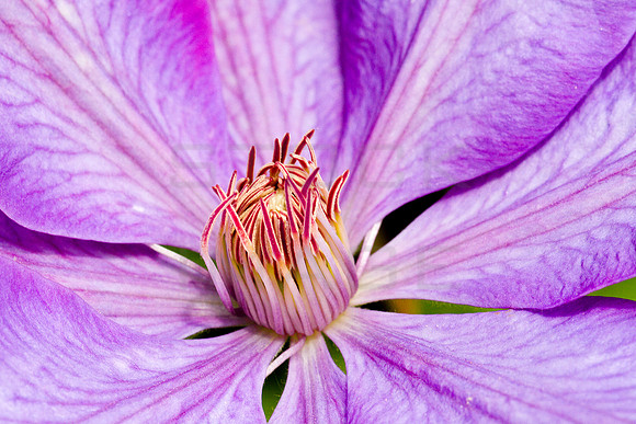 Purple Clematis_1255- long