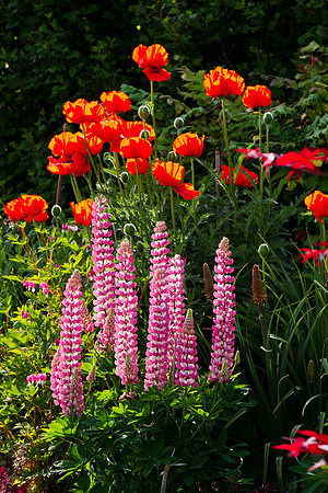 Lupins and Poppies_1246- long