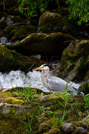 Heron by Slitrig Water _1108