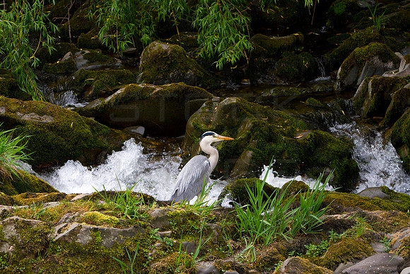 Heron by Slitrig Water_1111