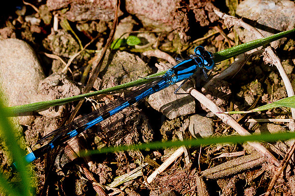 Damselfly_1262_100mm