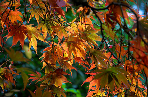 Autumn Leaves