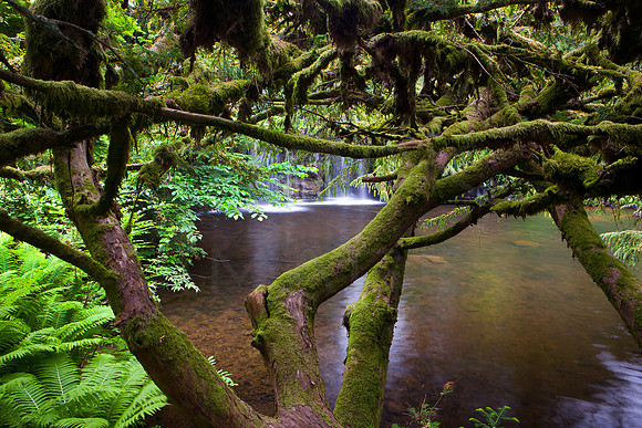 Stobo Falls from Trees_0807
