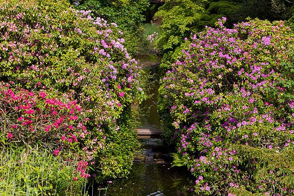 Stobo Rhododendrons_1271