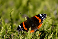Red Admiral_5538_90D