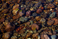Riverbed Pebbles_5278_5D