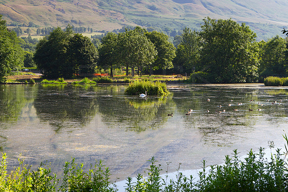 Swan on Whitefield Loch_1678