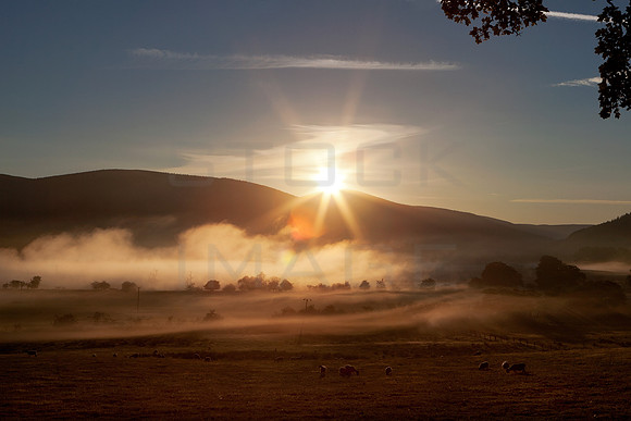 The Morning Star_1106