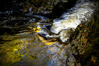 Golden Flow_5611_90D