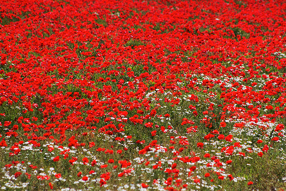 Poppy Field_6364