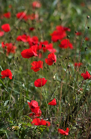 Wild Field Poppies_6373