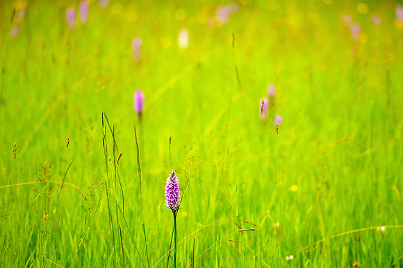 Wild Orchid in Field